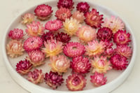 Image 2 of WHOLESALE Strawflower Heads 