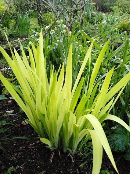 Image of Iris Kimboshi (Iris ensata)