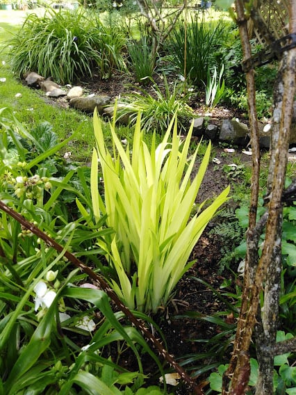 Image of Iris Kimboshi (Iris ensata)