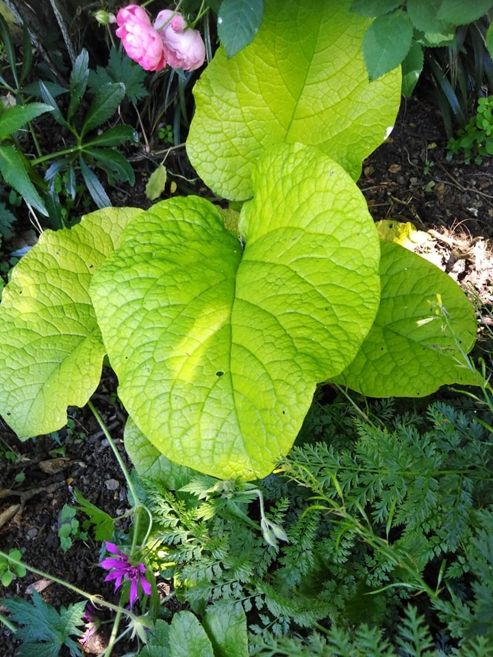 Image of Trachystemon orientalis 'Sundew' (Sundew Black Sea Comfrey)