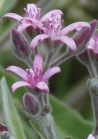 Oxypetalum solanoides (Tweedia solanoides - Pink)