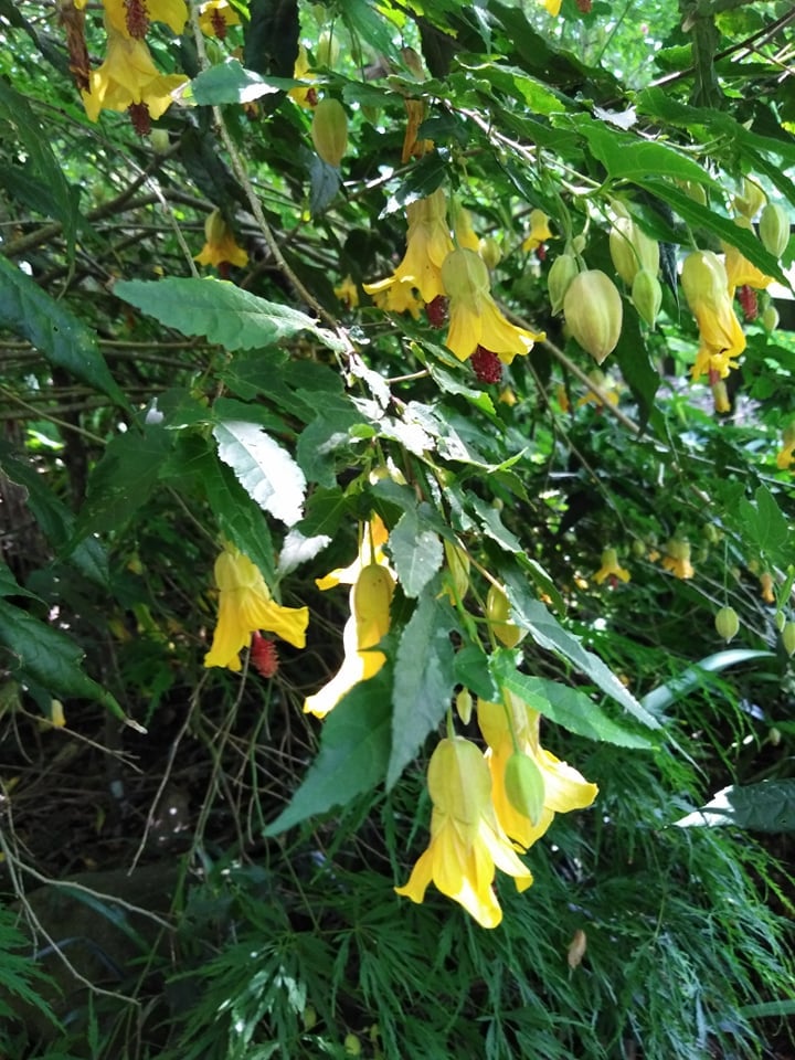 Image of Abutilon megapotamicum 'Victory'