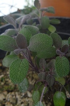 Image of Salvia officinalis 'Purpurascens' (Purple Sage)