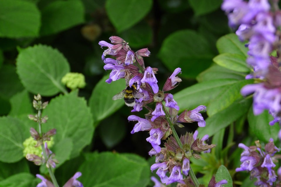 Image of Salvia officinalis 'Purpurascens' (Purple Sage)