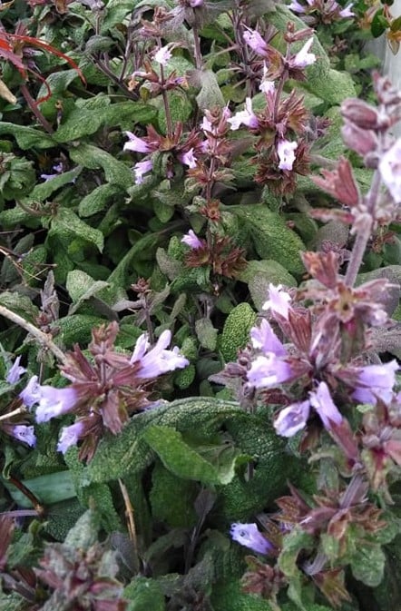 Image of Salvia officinalis 'Purpurascens' (Purple Sage)