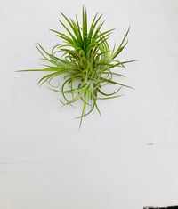 Image 2 of Tillandsia ionanatha XL clump