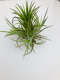 Image 1 of Tillandsia ionanatha XL clump