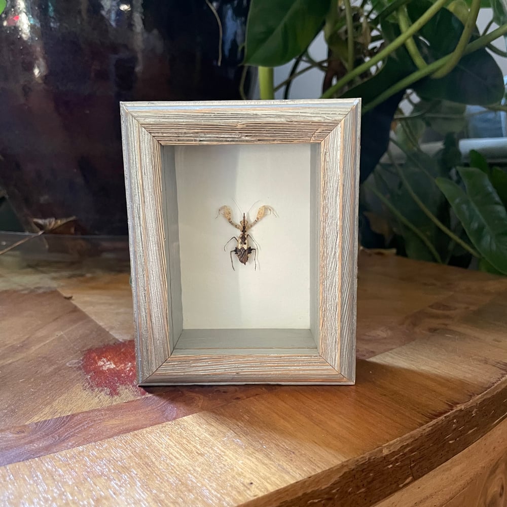 Image of Horned Mantis