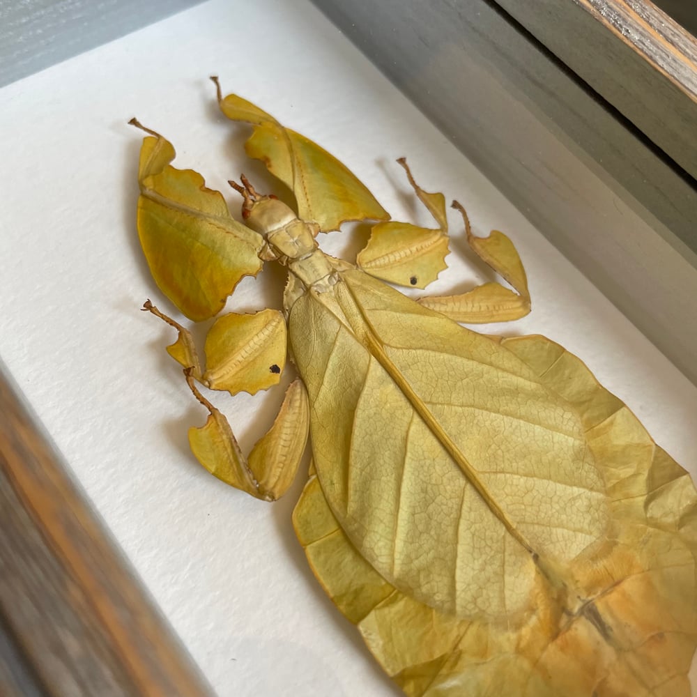 Image of Yellow Leaf Bug