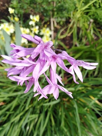 Image of Tulbaghia violacia (Society Garlic) - (Lilac-Pink flowers)