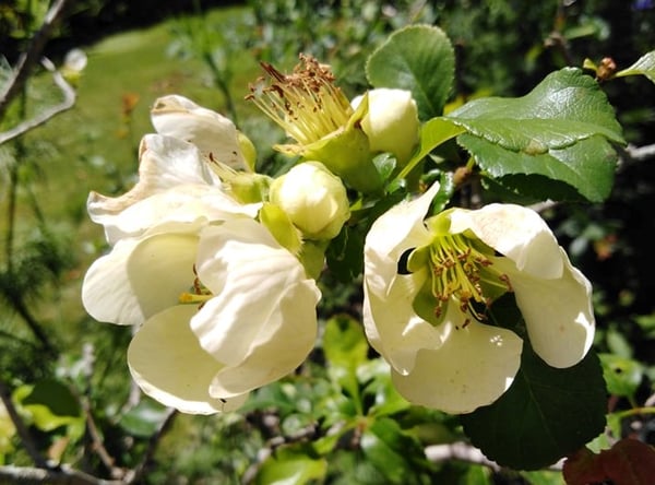 Image of Chaenomeles 'Green Ice' (Flowering Quince)