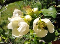 Chaenomeles 'Green Ice' (Flowering Quince)