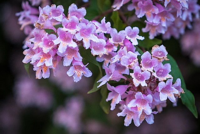 Image of Kolkwitzia amabilis (Beauty Bush)