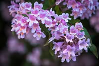 Image 2 of Kolkwitzia amabilis (Beauty Bush)