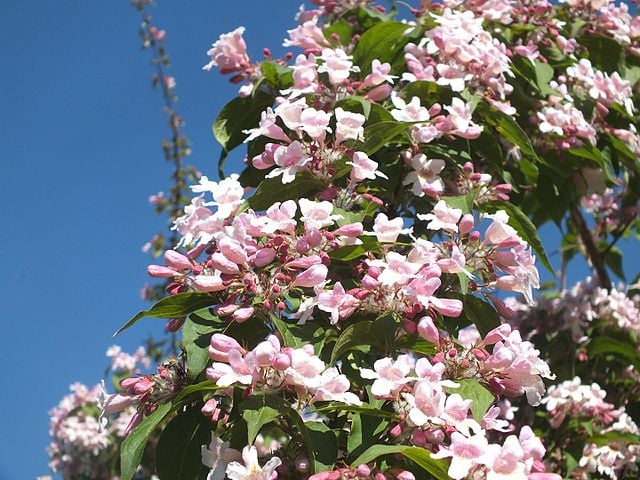 Image of Kolkwitzia amabilis (Beauty Bush)