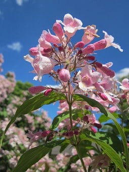 Image of Kolkwitzia amabilis (Beauty Bush)