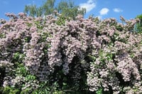 Image 4 of Kolkwitzia amabilis (Beauty Bush)