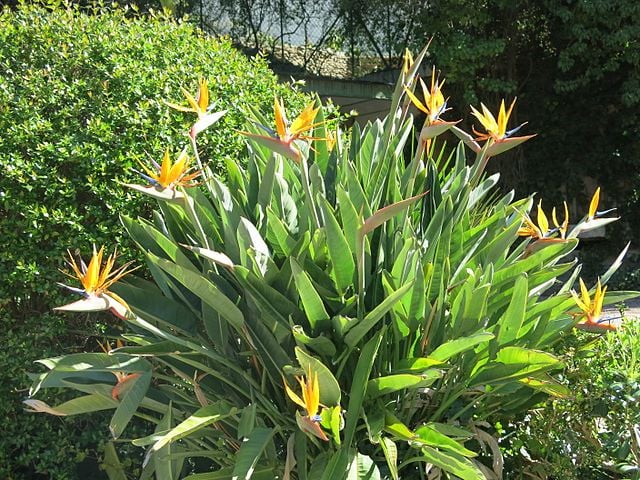 Image of Strelitzia reginae (Bird of Paradise)