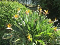 Image 2 of Strelitzia reginae (Bird of Paradise)
