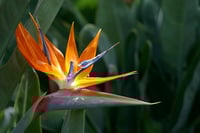 Image 1 of Strelitzia reginae (Bird of Paradise)