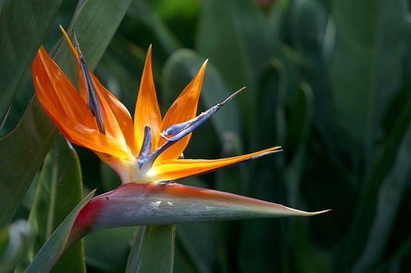 Image of Strelitzia reginae (Bird of Paradise)