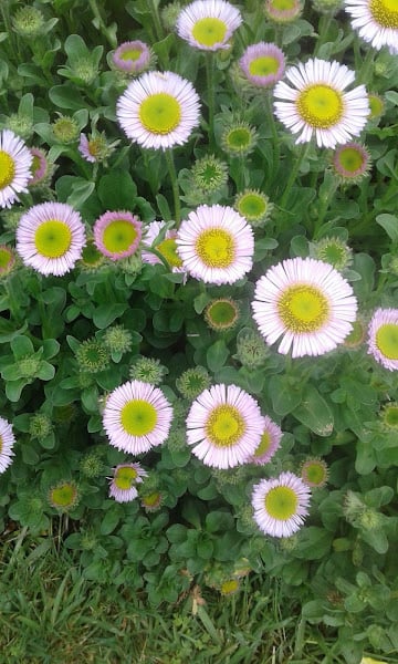 Image of Erigeron glaucus (Seaside Daisy)