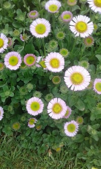 Erigeron glaucus (Seaside Daisy)