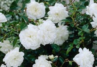 Rose 'The Fairy White'