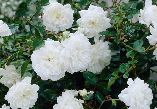 Image of Rose 'The Fairy White'