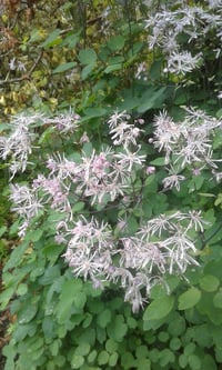 Thalictrum aquilegifolium (Meadow Rue)