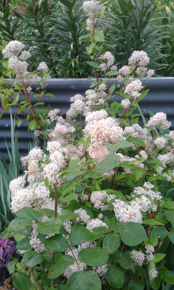 Image of Ceanothus × pallidus 'Marie Simon' (California Lilac)