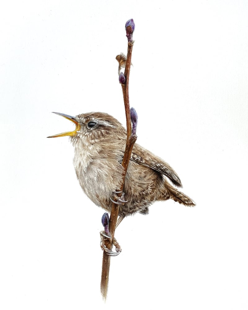 Image of 'Wren' Limited Edition Mounted Print