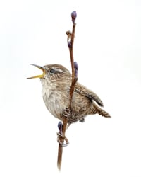 'Wren' Limited Edition Mounted Print