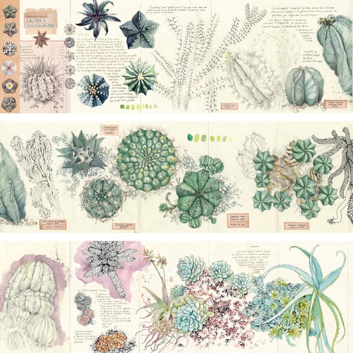 Image of Book - "Cactus & Succulentes"
