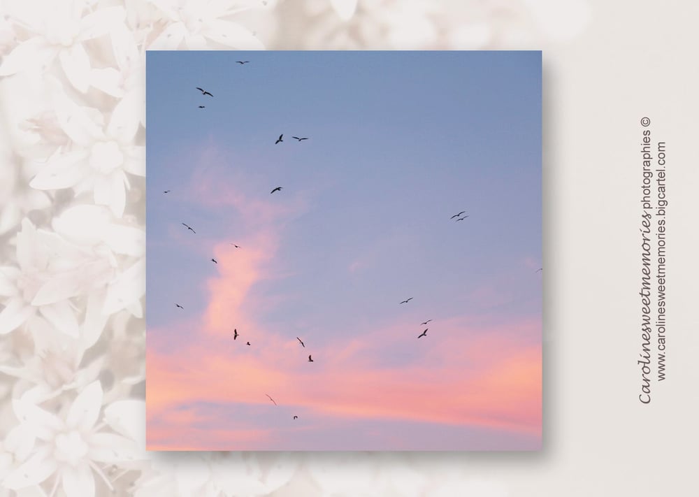 Image of Vol d’oiseaux dans les nuages roses | carte postale