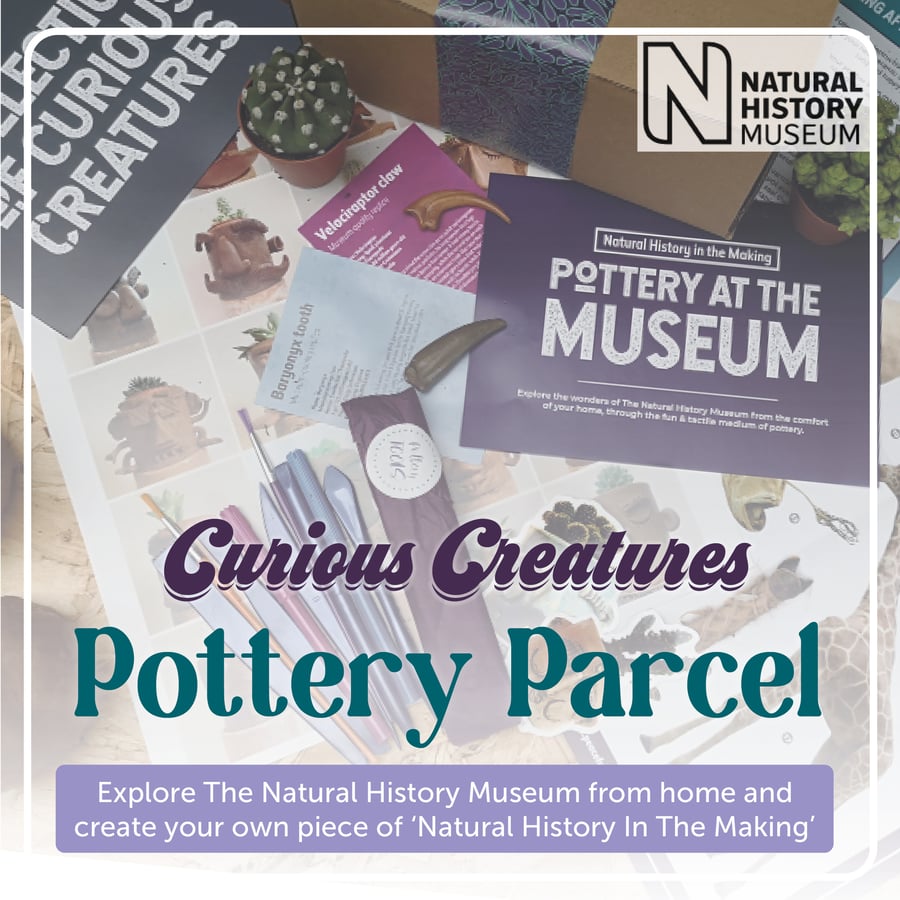 Image of 'Curious Creatures' Pottery Parcel - Natural History In The Making