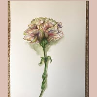 Image 1 of Clove Pink Carnation