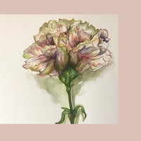 Image 2 of Clove Pink Carnation