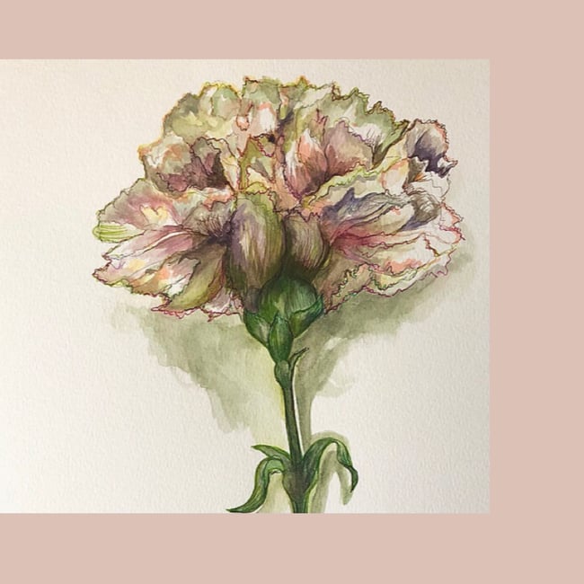 Clove Pink Carnation
