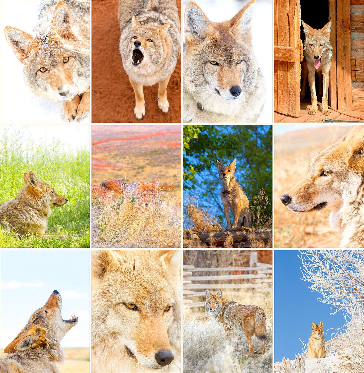 2022 Charlie Calendar Daily Coyote