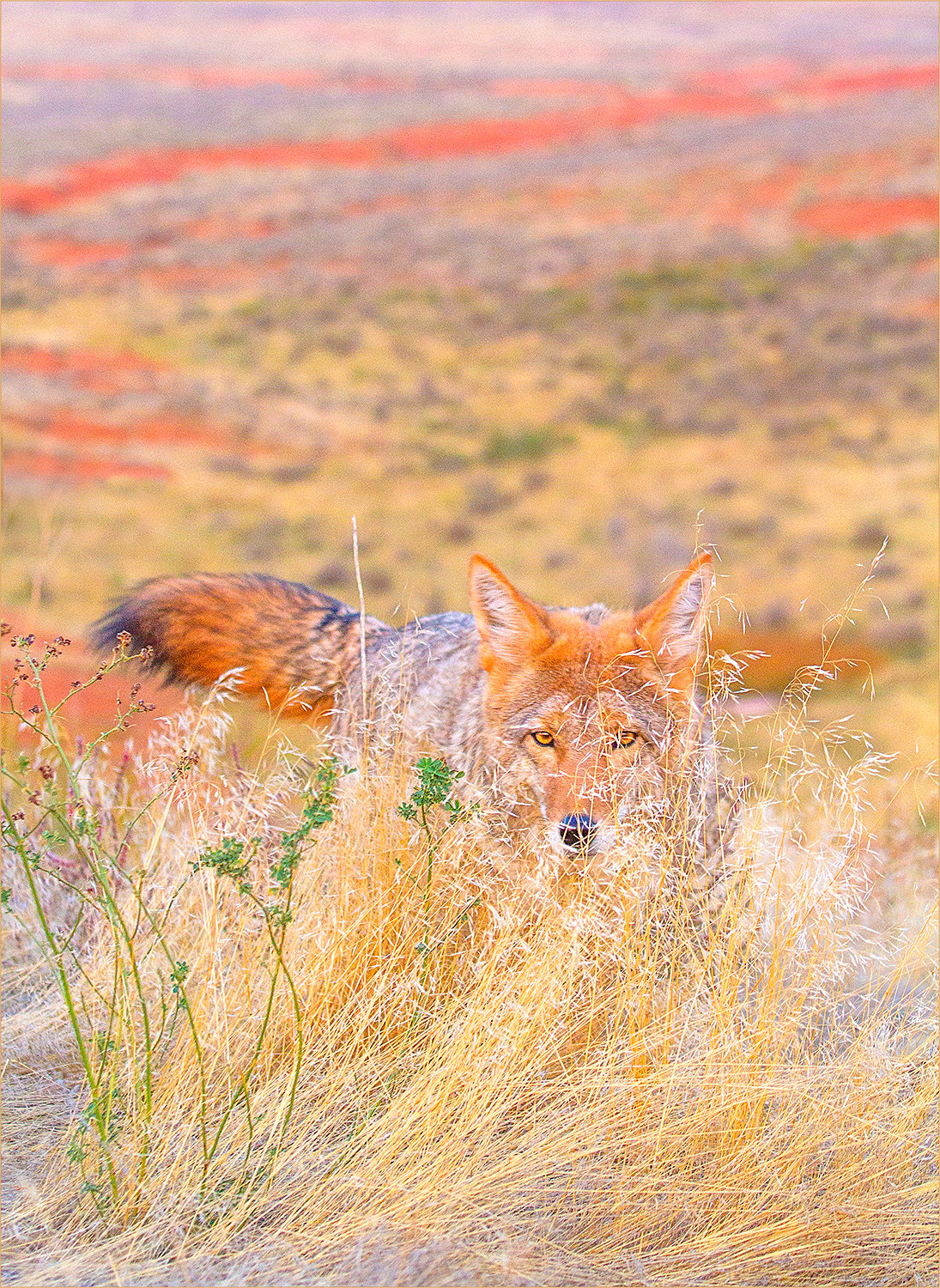 2022 Charlie Calendar Daily Coyote