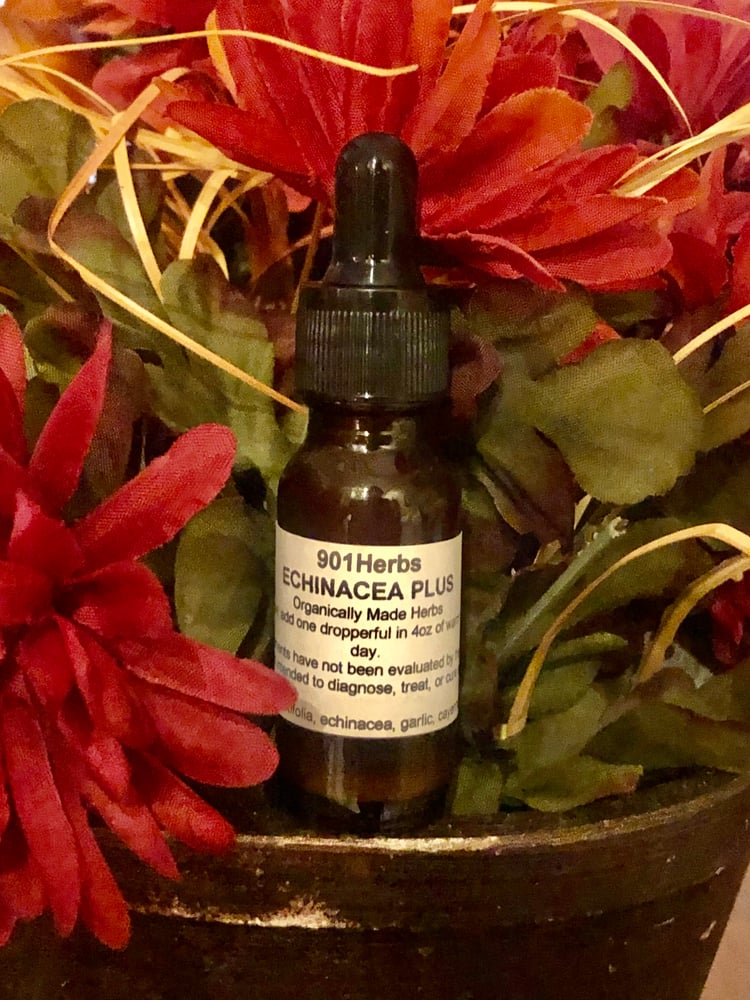 Image of Echinacea 