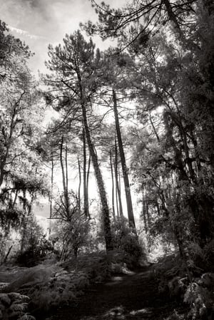 Contre jour. Demander à l'aveugle de nous apprendre à voir.