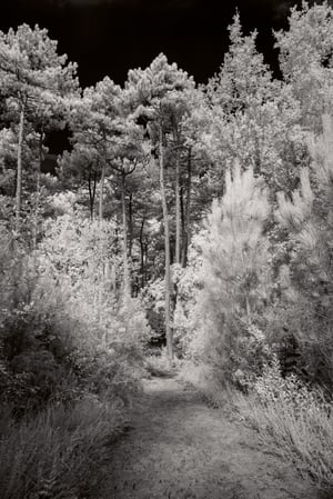 Chemin. Demander à l'aveugle de nous apprendre à voir.