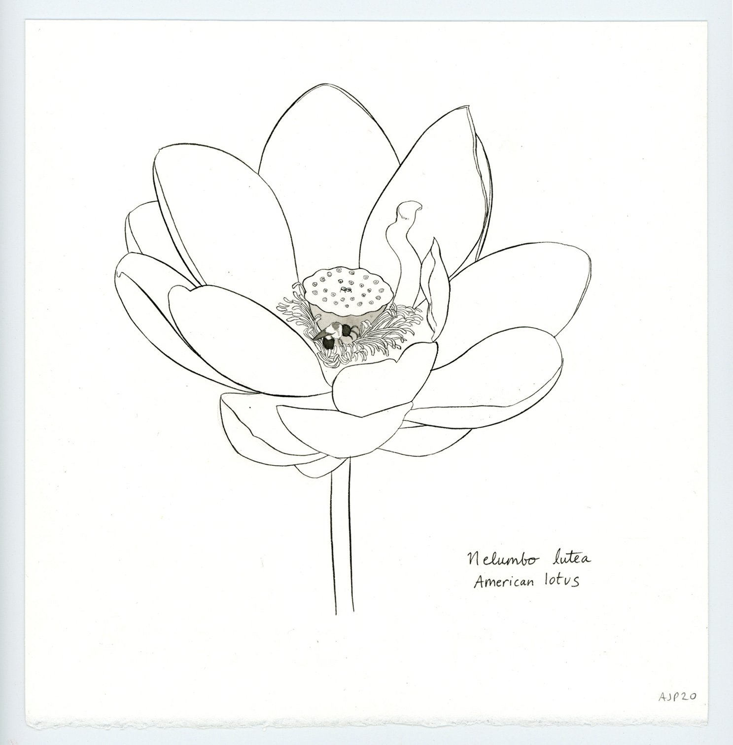 Nelumbo lutea / American lotus