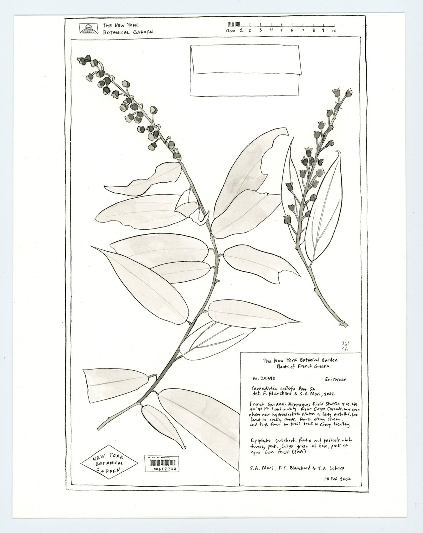 New York Botanical Garden - Herbarium specimen