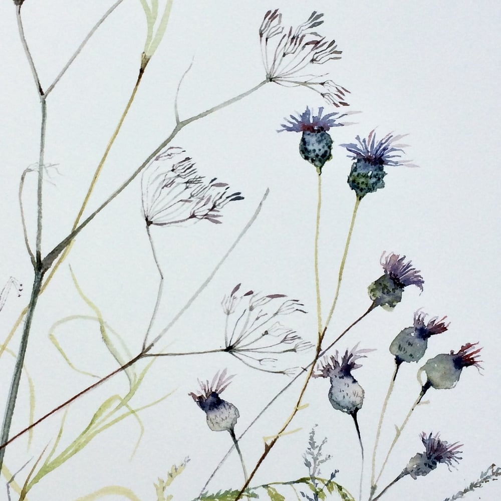 Image of Cow Parsley and Knapweed 