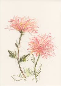 Pink chrysanthemums 