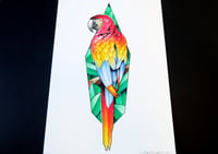 Image 1 of Parrot