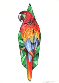 Image 3 of Parrot